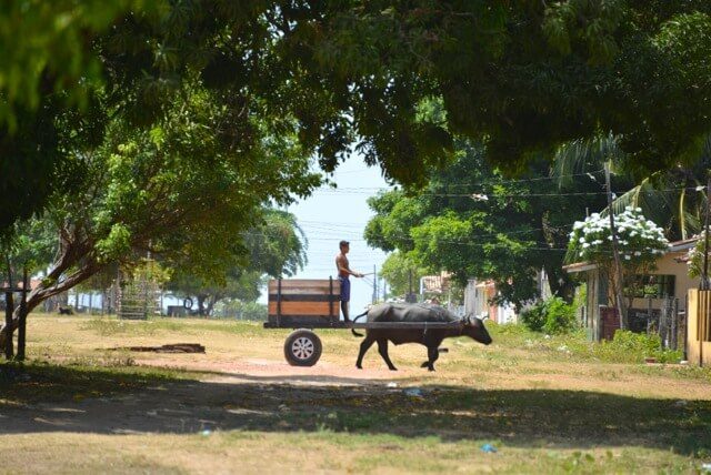 Homme conduisant une charrette tirée par un buffle dans une rue ombragée au Brésil
