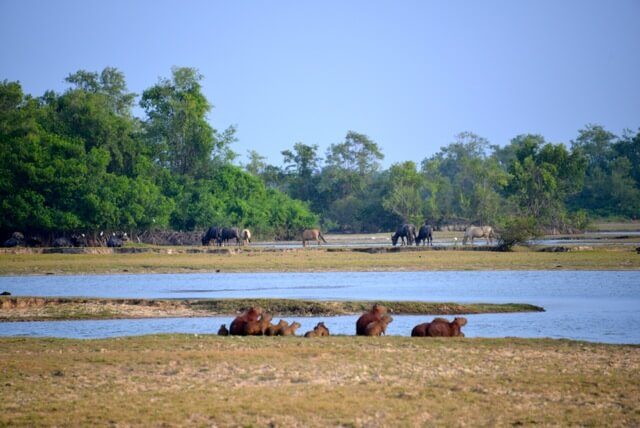Capybaras au repos près de l'eau avec buffles et oiseaux au loin, île de Marajo, Amazonie brésilienne