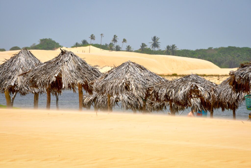 Parasols en paille sur une plage de dunes de sable à Jericoacoara, Brésil, en plein jour