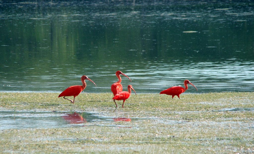 Ibis rouges marchant au bord de l'eau dans les marais de l'île de Marajo, Brésil