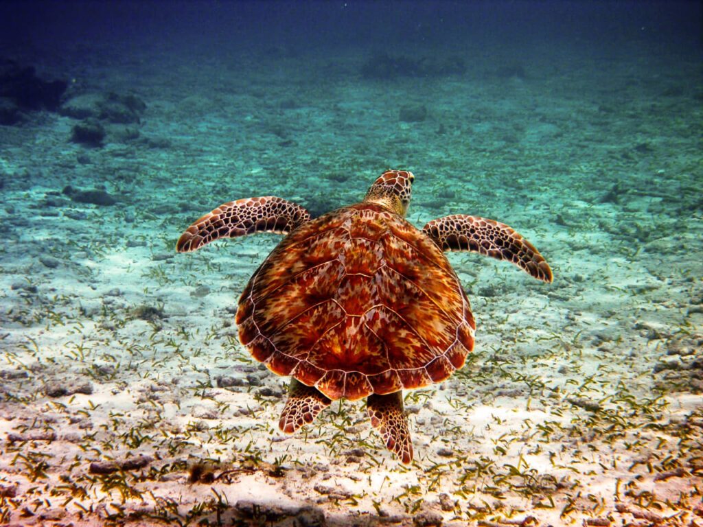 Tortue marine nageant au-dessus d'un fond marin sablonneux au Vénézuela