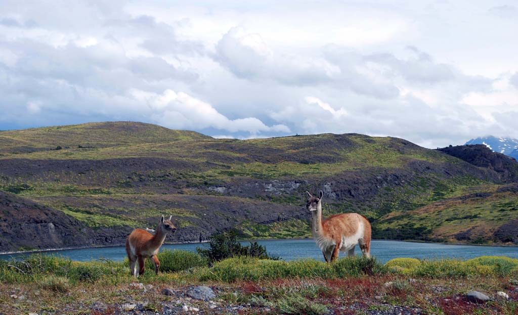 Deux guanacos près d'un lac dans les collines de Patagonie, région de Puerto Natales