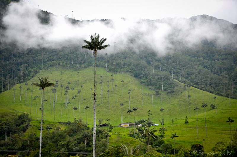 Palmiers de cire géants dans la Vallée de Cocora près de Salento, Colombie