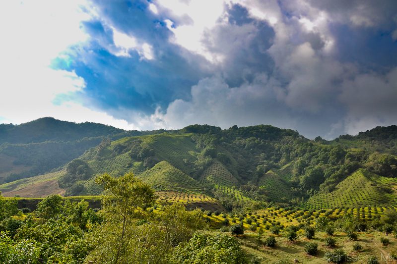 Collines verdoyantes cultivées en rangées sous un ciel nuageux dans la région d'Armenia, Colombie