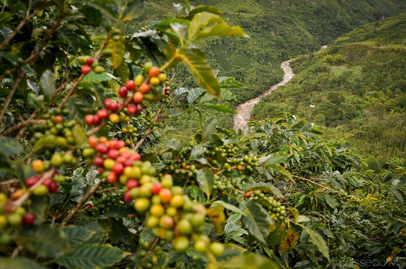 Cerises de café mûrissantes surplombant une vallée verdoyante près de San Agustín, Colombie