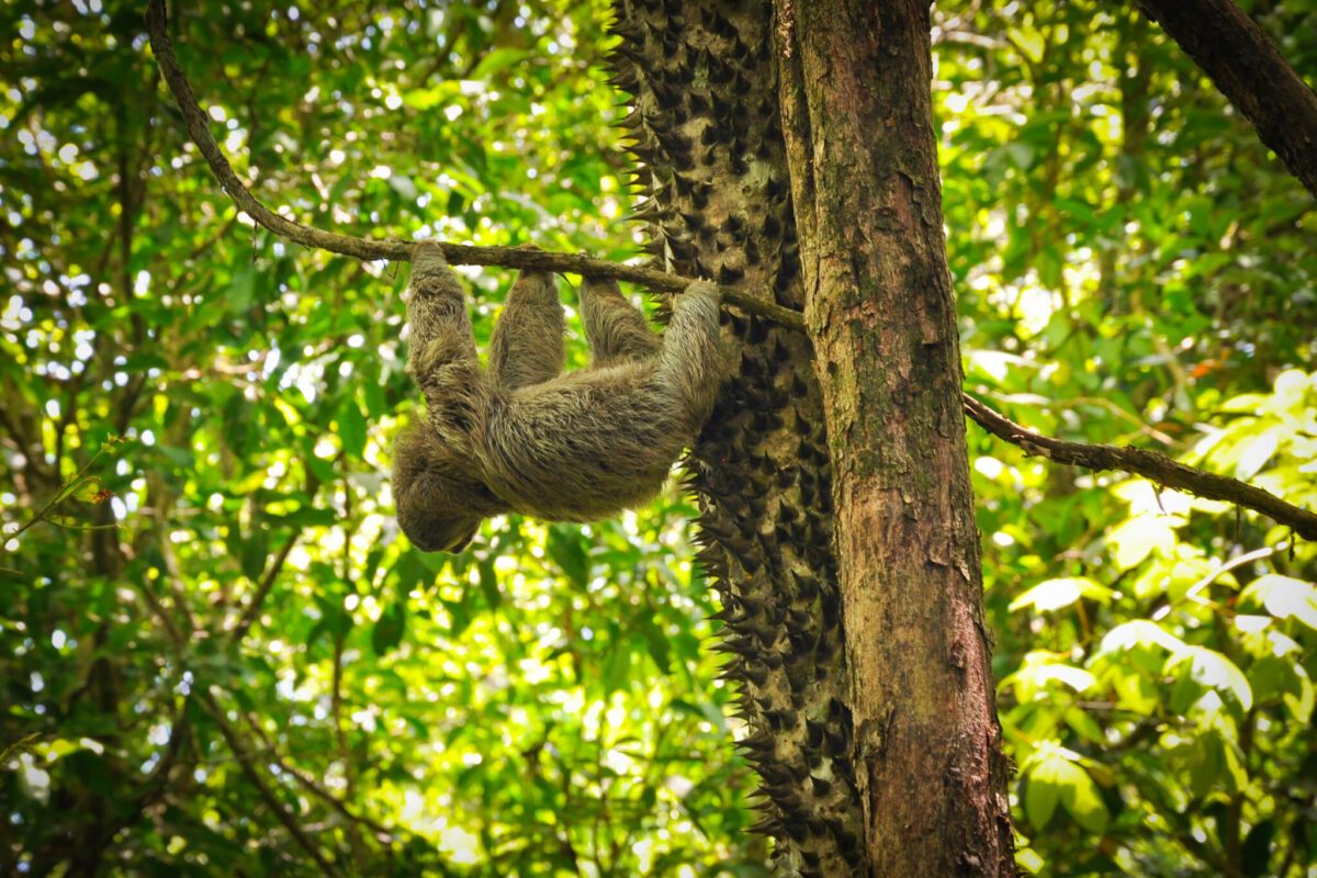 Circuit Costa Rica – Volcan Turrialba, Péninsule de Nicoya et Monteverde – Latinexperience