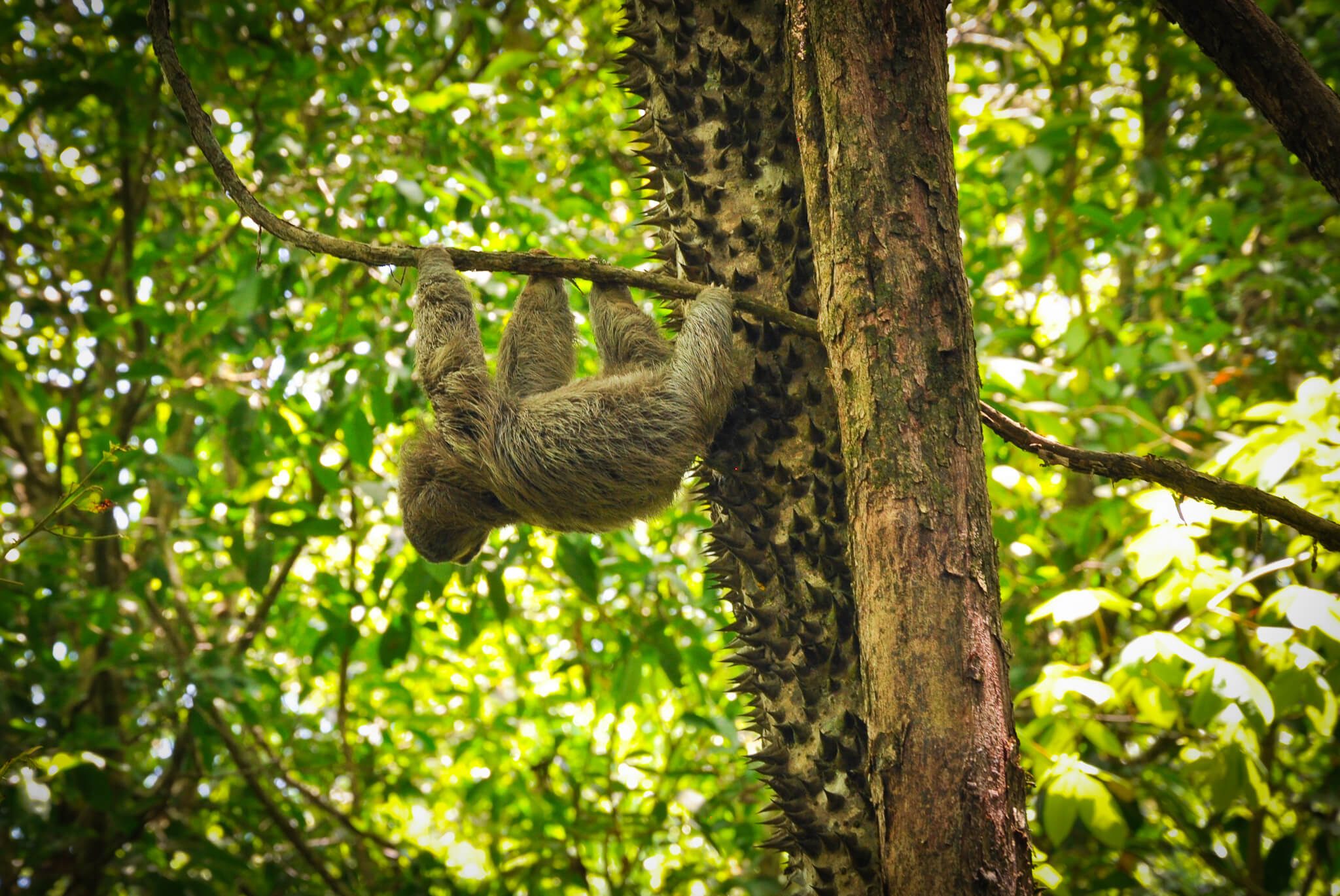 Circuit Costa Rica – Volcan Turrialba, Péninsule de Nicoya et Monteverde – Latinexperience