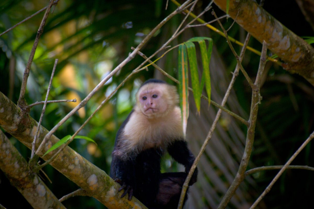 Circuit Costa Rica – Volcan Poas, Volcan Tenorio et Playa Islita – Latinexperience