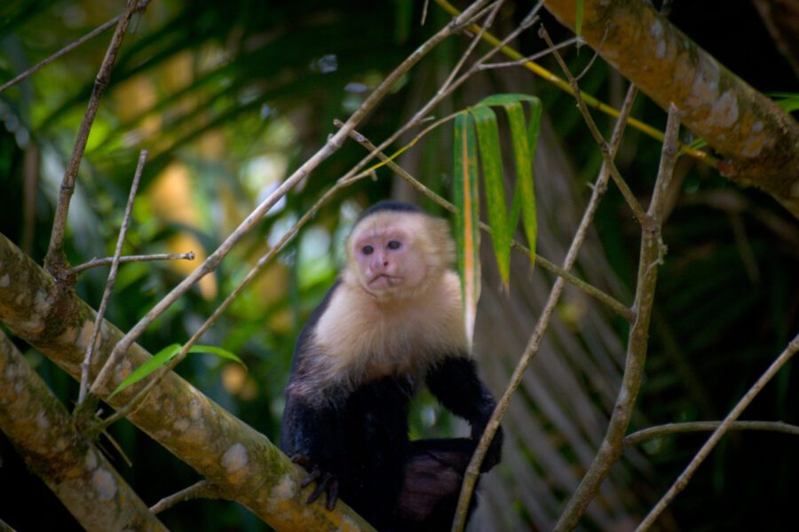 Circuit Costa Rica – Volcan Poas, Volcan Tenorio et Playa Islita – Latinexperience