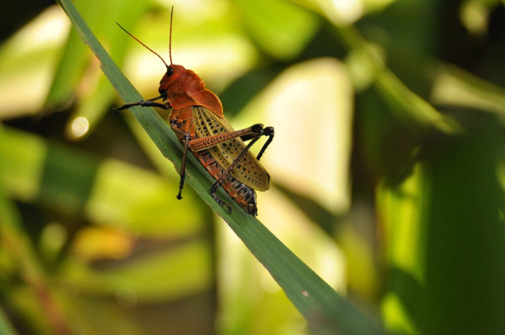 Sauterelle orange et noire posée sur une feuille verte, forêt tropicale du Costa Rica