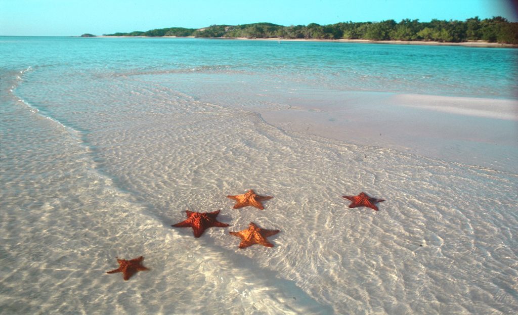 Étoiles de mer orange dans les eaux peu profondes d'une plage à Cuba, Cayos