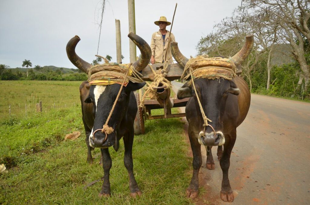 Paysan cubain conduisant une charrette tirée par deux bœufs sur une route de campagne, Cuba