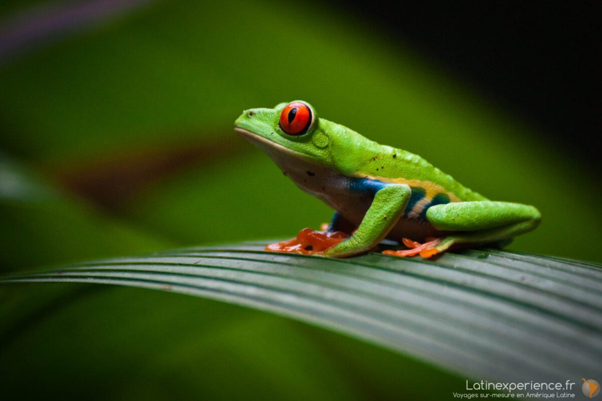 Costa Rica - grenouille aux yeux rouges sur une feuille, péninsule d'Osa - Latinexperience voyages