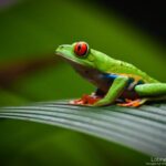 Costa Rica - grenouille aux yeux rouges sur une feuille, péninsule d'Osa - Latinexperience voyages