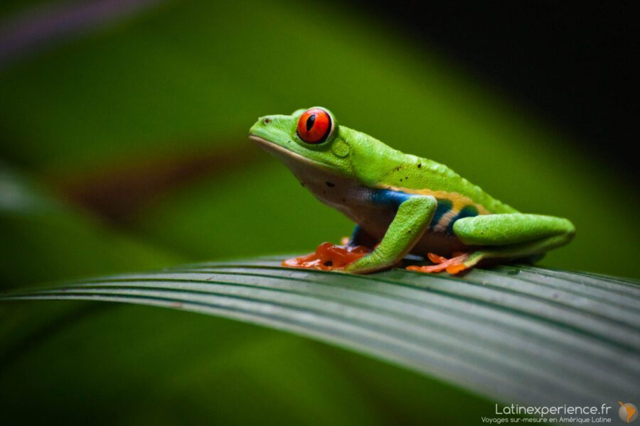 Costa Rica - grenouille aux yeux rouges sur une feuille, péninsule d'Osa - Latinexperience voyages