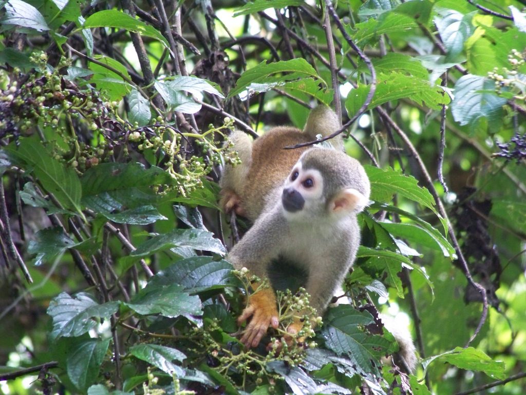 Singe écureuil grimpant dans un arbre au feuillage dense en Amazonie équatorienne