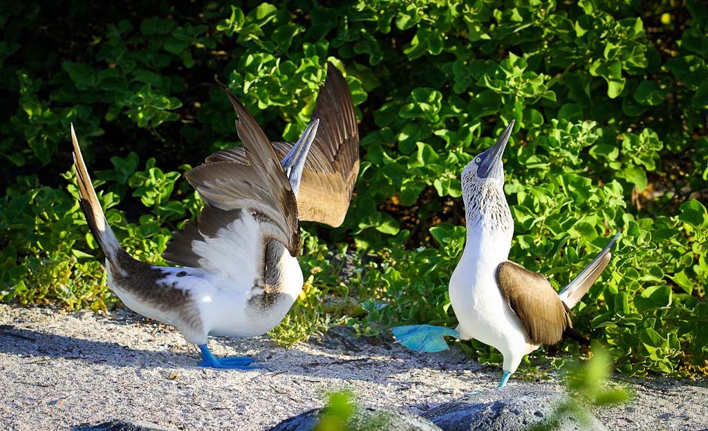 Deux fous à pieds bleus en parade nuptiale sur le sable aux Galapagos, Equateur