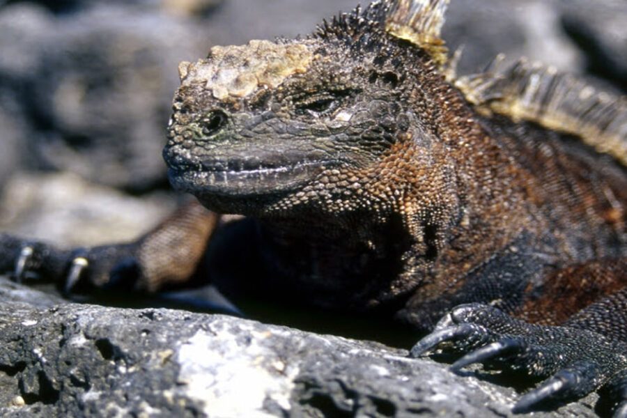 Circuit Equateur et îles Galapagos – Pikaia Lodge et Plongée aux Iles Galapagos – Latinexperience