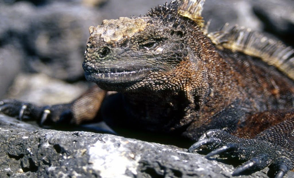 Circuit Equateur et îles Galapagos – Pikaia Lodge et Plongée aux Iles Galapagos – Latinexperience
