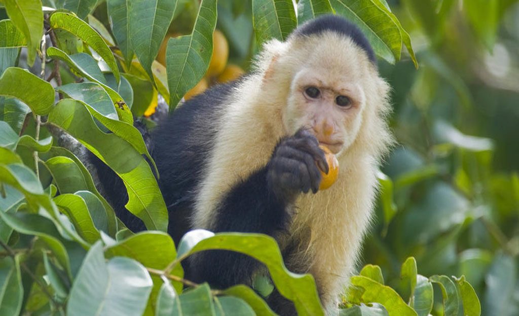 Singe capucin à face blanche mangeant un fruit dans un arbre au Panama