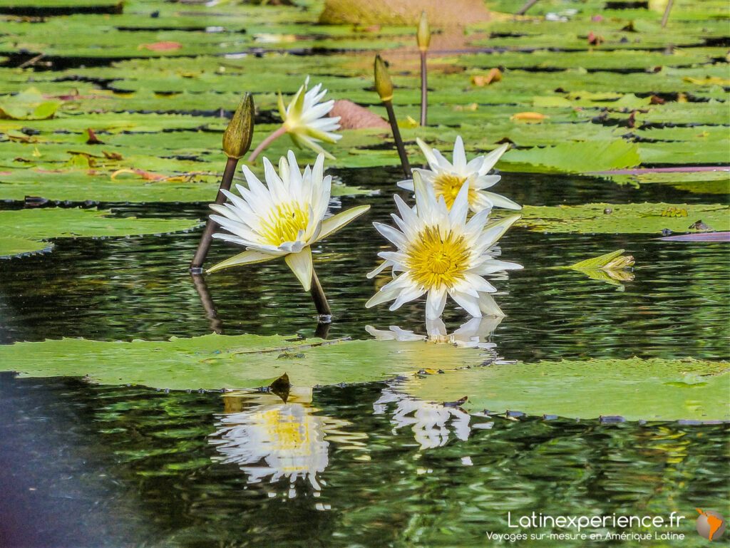 Guatemala - Fleurs et nénuphars sur le rio Dulce