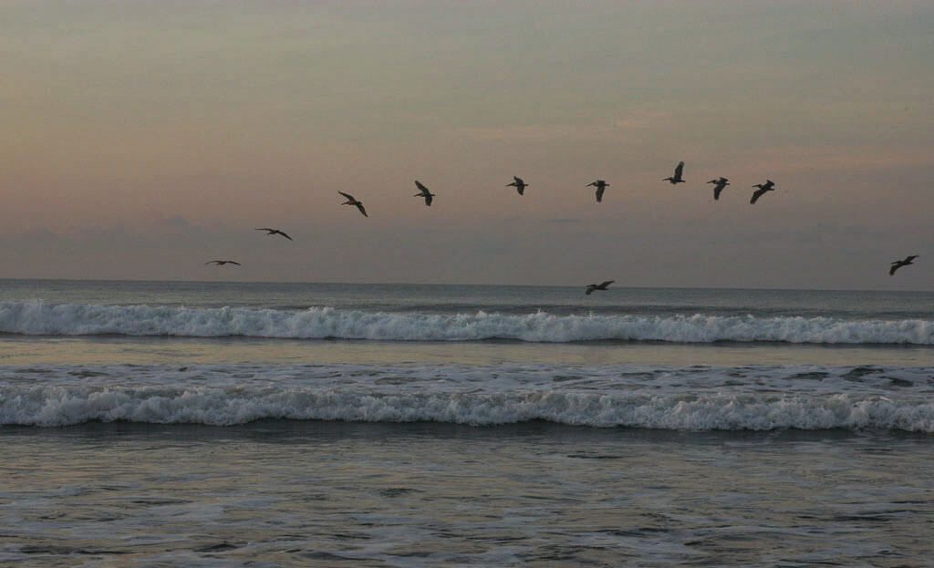 Pélicans volant en formation au-dessus des vagues à Parrita, Costa Rica