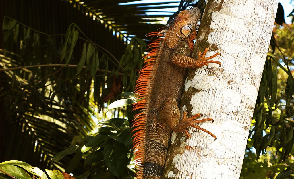 Iguane orange grimpant sur un tronc de palmier dans la végétation costaricienne