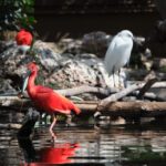 Ibis rouge et aigrette blanche au bord de l'eau, Llanos, Venezuela