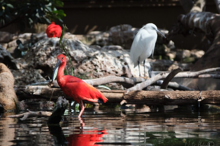Ibis rouge et aigrette blanche au bord de l'eau, Llanos, Venezuela