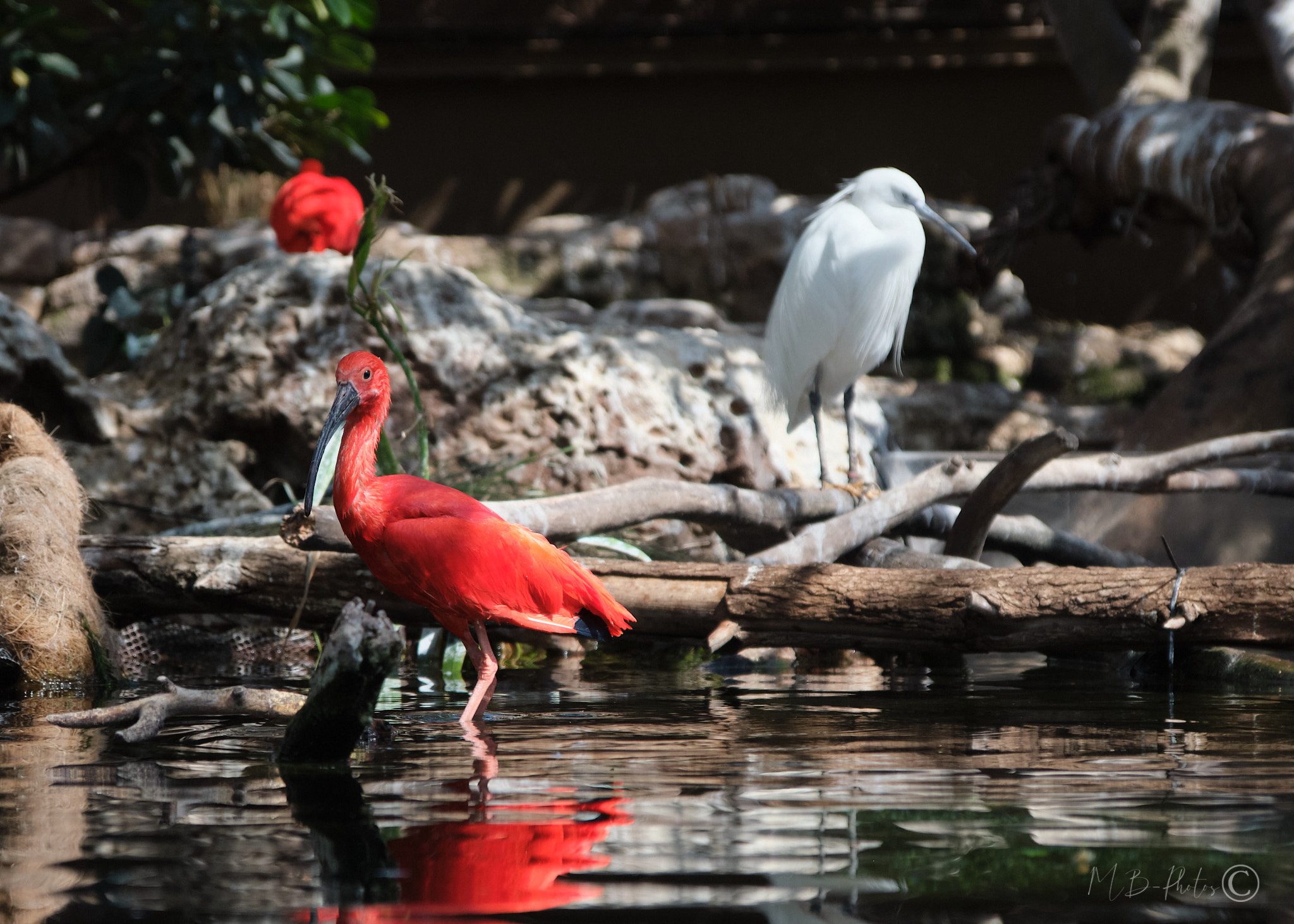 Ibis rouge et aigrette blanche au bord de l'eau, Llanos, Venezuela