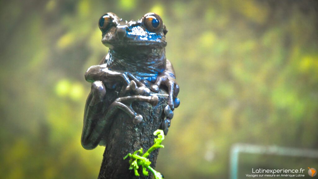 Grenouille arboricole agrippée à une branche dans la forêt tropicale d'Osa, Costa Rica