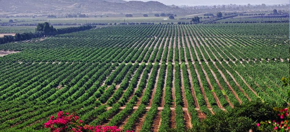 Rangées de vignes cultivées près d'Ensenada dans la vallée viticole de Basse-Californie