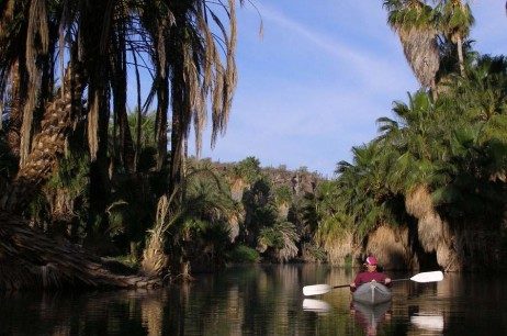 Kayakiste pagayant sur une rivière bordée de palmiers à San Ignacio, Basse-Californie