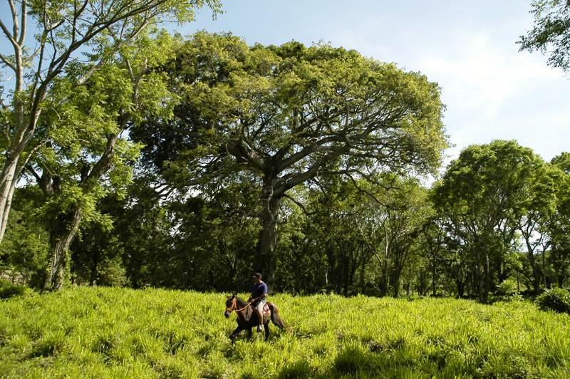 Cavalier traversant une prairie verdoyante entourée d'arbres, île d'Ometepe, Nicaragua