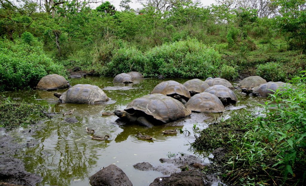 Groupe de tortues géantes se baignant dans une mare boueuse aux Galápagos