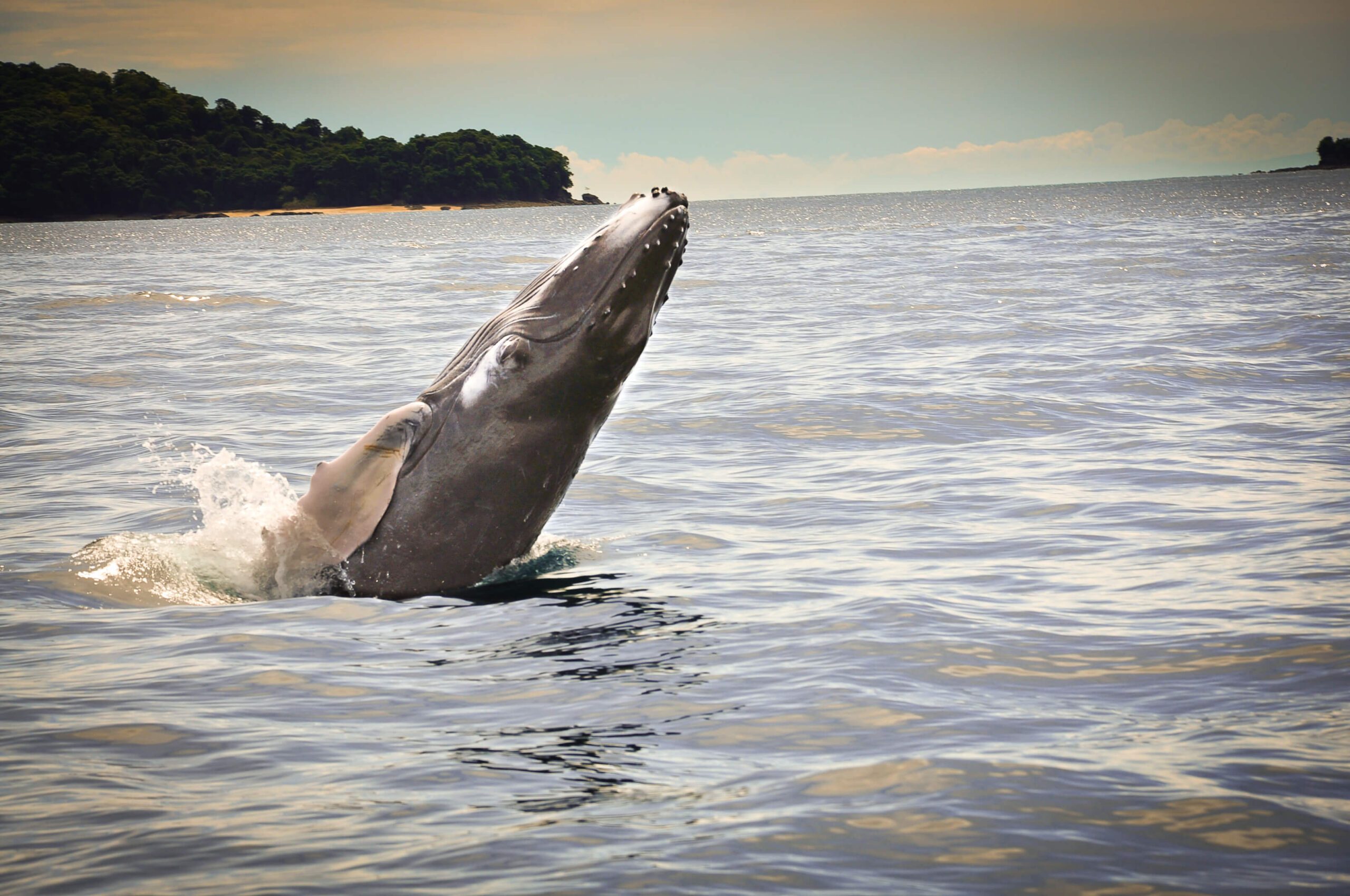 Panama - Bocas del Toro - Bébé Baleine le nez hors de l'eau