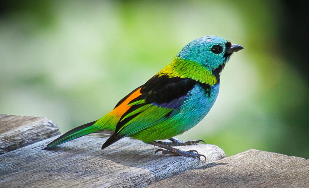 Oiseau tangara multicolore perché sur une rambarde en bois, forêt du Darién au Panama
