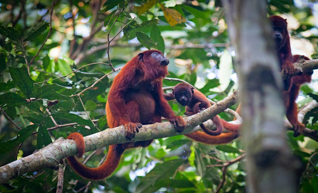 Singes hurleurs roux avec leur petit sur une branche en forêt amazonienne péruvienne