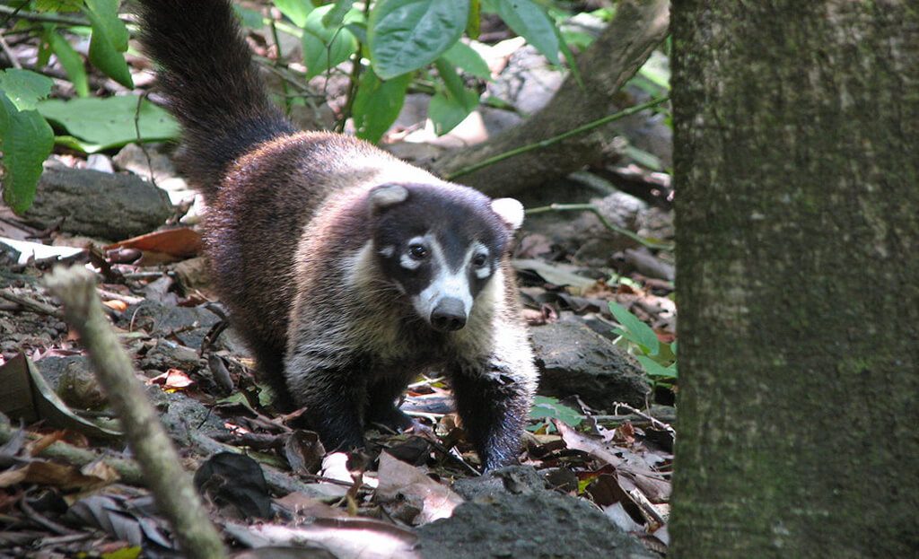 Coati à nez blanc marchant sur des feuilles mortes dans la forêt de la péninsule d'Osa