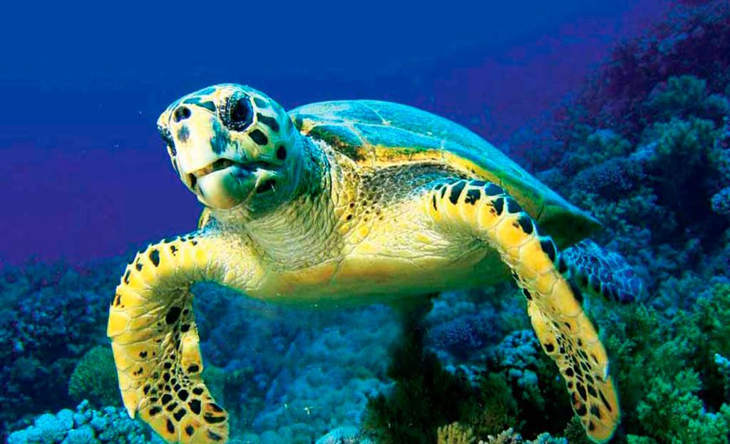 Tortue marine nageant au-dessus d'un récif corallien dans les eaux du Panama
