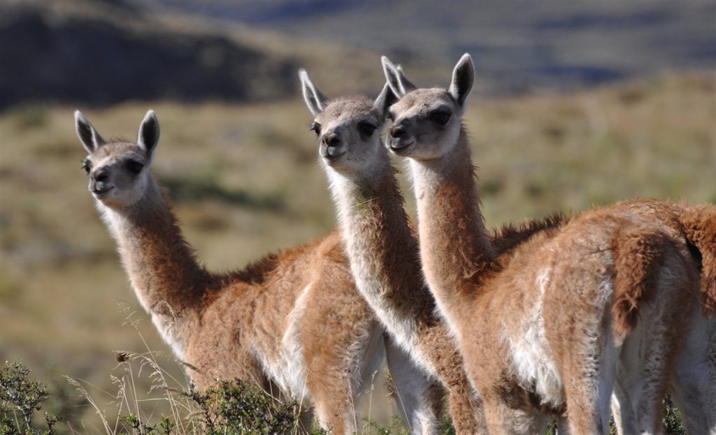 Trois guanacos alertes dans la steppe patagonienne, Patagonie chilienne