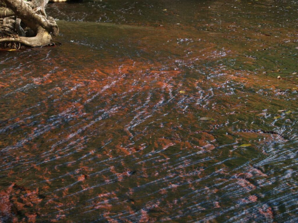 Eau ondulée aux reflets rouge et vert sur un fond rocheux, Grande Savane, Venezuela