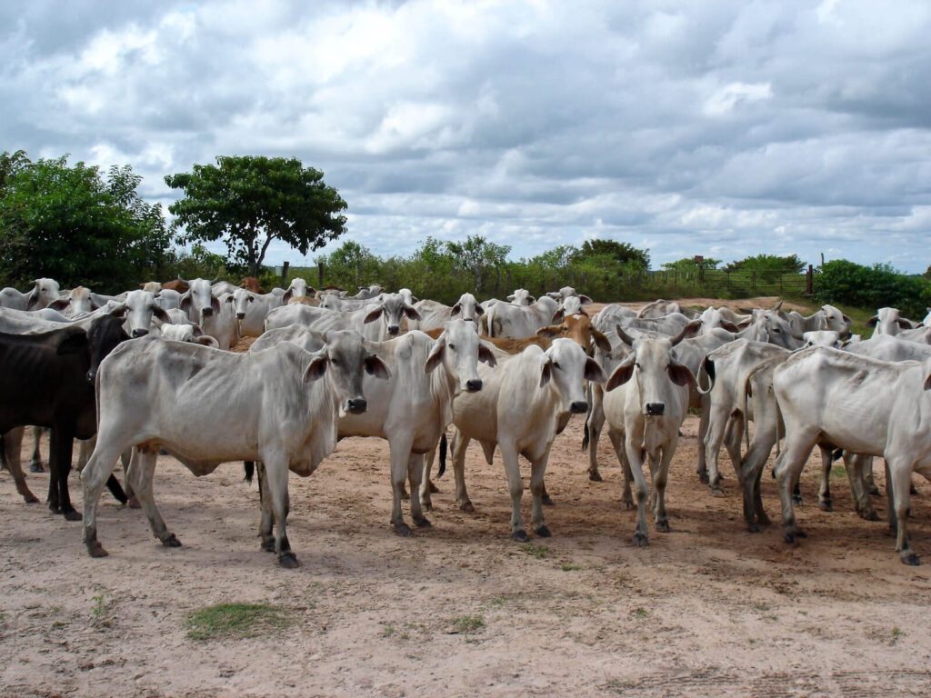Troupeau de bétail zébu rassemblé sur un enclos poussiéreux près de Maturin, Venezuela