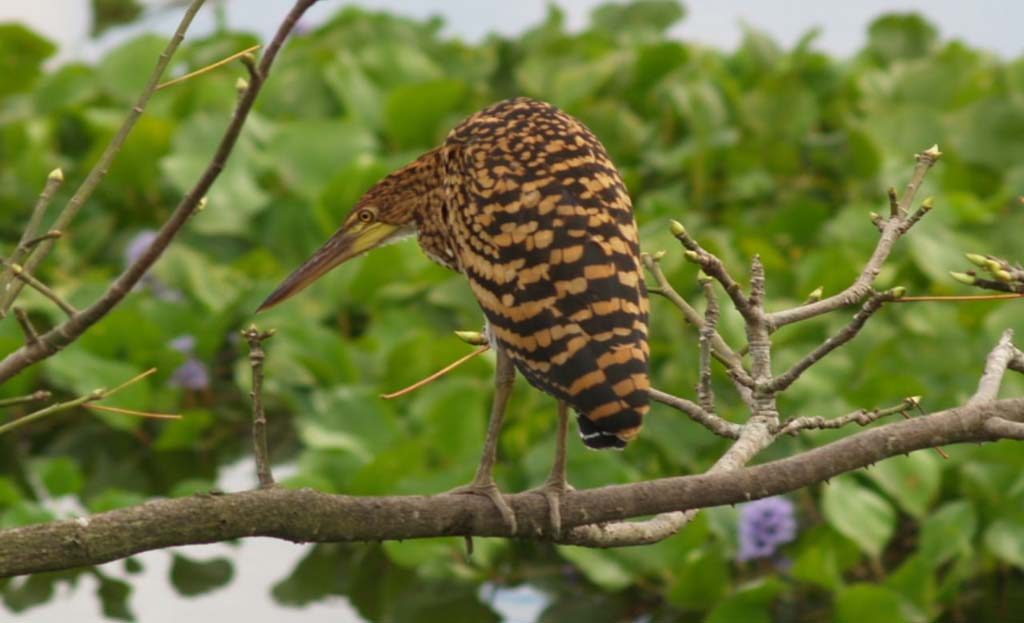 Oiseau tigré perché sur une branche parmi un feuillage dense, faune du Venezuela