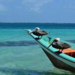Deux pélicans et une mouette perchés sur une barque turquoise, eaux turquoise du Venezuela