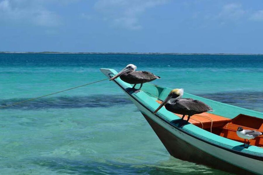 Deux pélicans et une mouette perchés sur une barque turquoise, eaux turquoise du Venezuela
