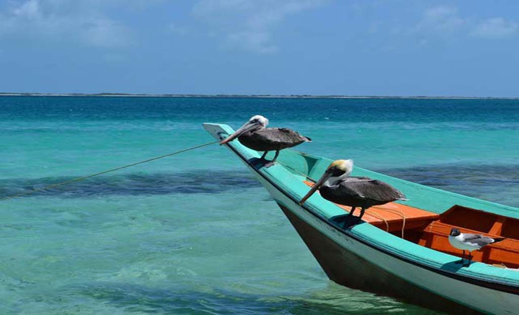 Deux pélicans et une mouette perchés sur une barque turquoise, eaux turquoise du Venezuela