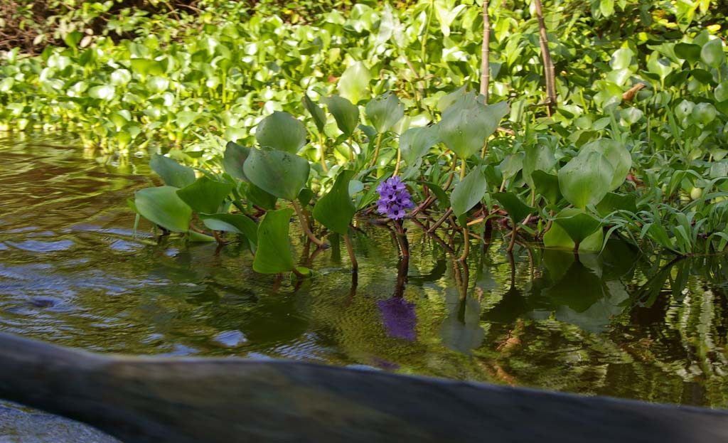 Jacinthes d'eau à fleur violette au bord d'un fleuve près de Ciudad Bolivar, Venezuela