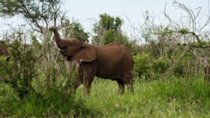 Éléphant levant sa trompe dans la savane arbustive africaine