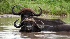 Buffles se baignant dans un point d'eau en Afrique du Sud